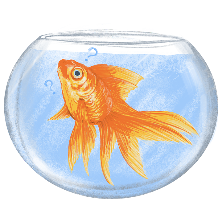 Goldfish swimming in a circle