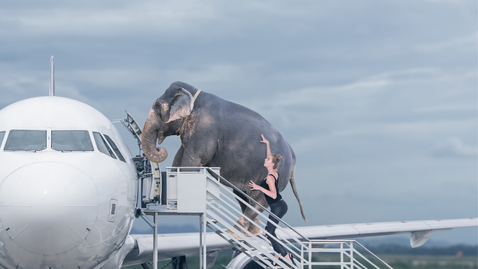 Loading elephant onto airplane